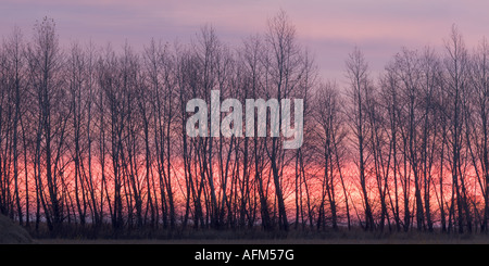 Il sorgere del sole in nuvole dietro alberi sfrondato Foto Stock