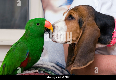 In prossimità di un pappagallo Eclectus e un Bassett Hound cucciolo Foto Stock