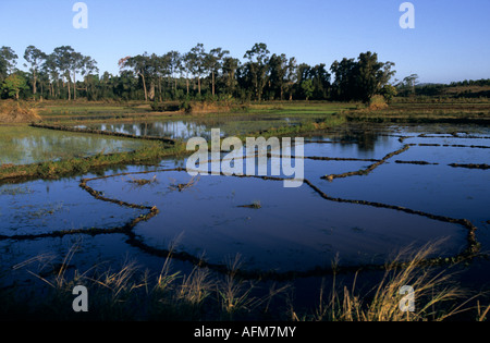 Risaie, Madagascar Foto Stock