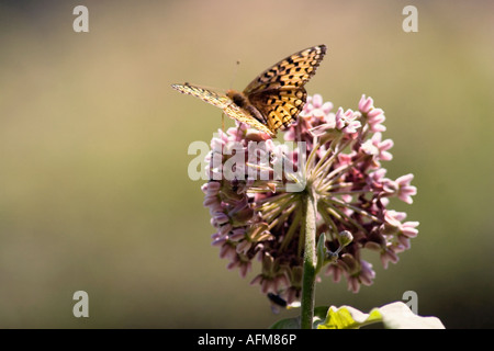 Argento-delimitata Fritillary farfalla su un fiore, West Virginia, Stati Uniti Foto Stock