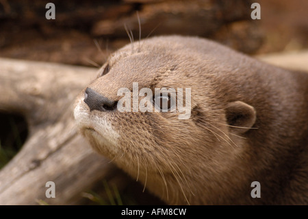 Collo maculato otter Lutra maculicollis Foto Stock