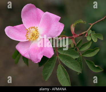Deep pink rosa canina Foto Stock