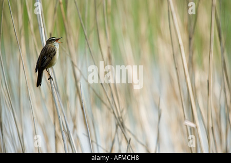 Sedge trillo, Acrocephalus schoenobaenus, cantare tra ance Foto Stock