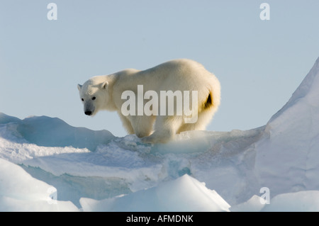 Maschio di orso polare pattuglie lungo il bordo floe in cerca di cibo Foto Stock