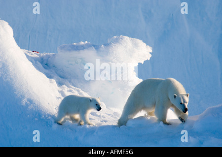 Femmina di orso polare e cinque mesi a cub iceberg Navy Board Lancaster Sound Isola Baffin Foto Stock