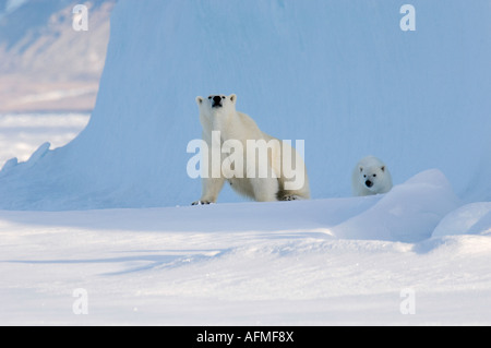 Femmina di orso polare e cinque mesi a cub iceberg Navy Board Lancaster Sound Isola Baffin Foto Stock