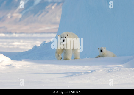 Femmina di orso polare e cinque mesi a cub iceberg Navy Board Lancaster Sound Isola Baffin Foto Stock