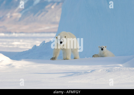 Femmina di orso polare e cinque mesi a cub iceberg Navy Board Lancaster Sound Isola Baffin Foto Stock