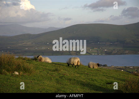 Pecora che pascola sul versante di una montagna, Valentia Island, nella contea di Kerry, Irlanda Foto Stock