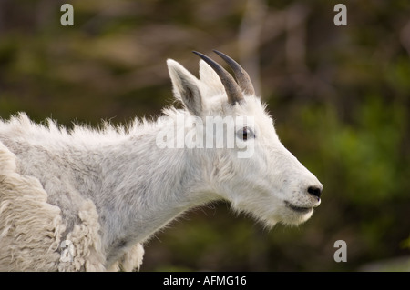 Capre di montagna con rivestimento muta di Logan pass andando al sole Road Glacier National Park Montana Foto Stock