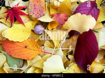 Colorato colorato autunno cadono le foglie sul suolo della foresta Foto Stock
