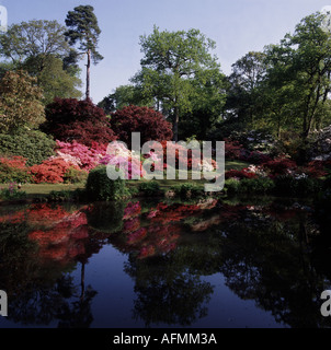 La riflessione dei rododendri in un lago a Exbury Foto Stock