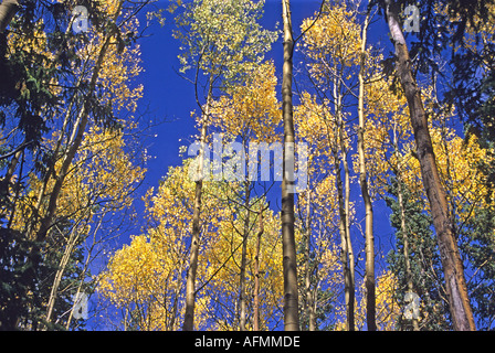 'Aspen alberi, autunno autunno, 'Nuovo Messico', USA " Foto Stock
