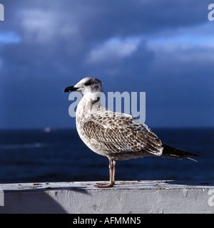 Zoologia / animali, uccelli / bird, Laridae, aringa gabbiano (Larus argentatus), giovane gabbiano, distribuzione: Nord America, Europa, Asia Foto Stock