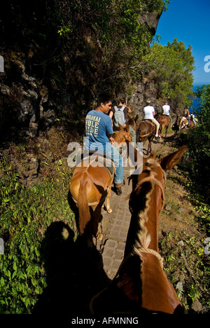 Molokai Mule Ride Isola delle Hawaii Kalaupapa National Park Foto Stock