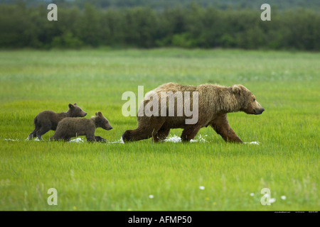 Orso bruno e lupetti Katmai National Park in Alaska Foto Stock