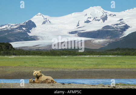 Orso bruno madre e cub Katmai National Park in Alaska Foto Stock