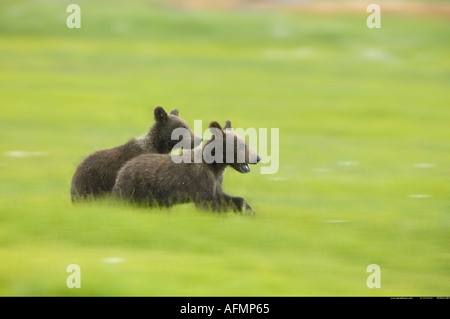 Due bambini orso bruno la posa di Katmai National Park in Alaska Foto Stock