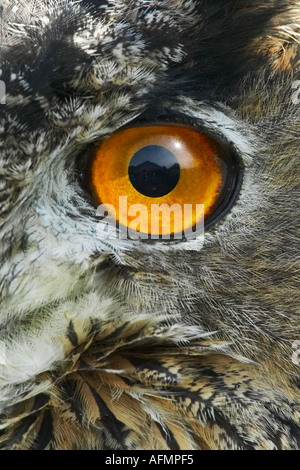 Unione Gufo Reale close up Foto Stock
