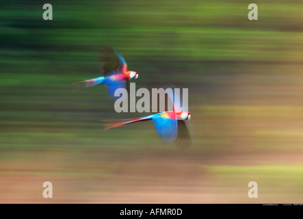 Scarlet Macaws in volo sul fiume Tambopata Peru Foto Stock