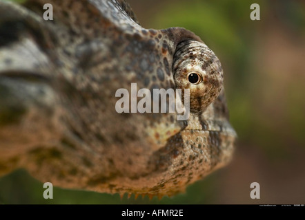 Presenta verrucosa chameleon guardando indietro Berenty Madagascar Foto Stock