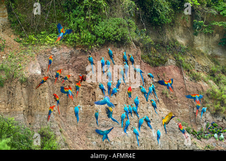 Macaws e dei pappagalli verdi a claylick sul fiume Tambopata Peru Foto Stock