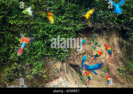 Macaws e dei pappagalli verdi a claylick sul fiume Tambopata Peru Foto Stock