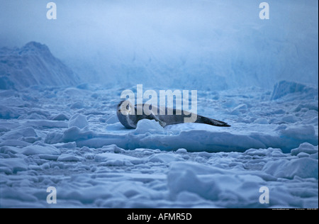 Guarnizione di Leopard su ghiaccio floe Antartide Foto Stock