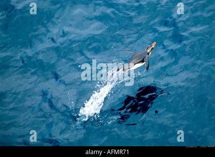 Insidie pinguino crestato saltando fuori dell'acqua Snares Island Antartide Foto Stock