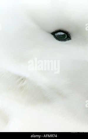 Close up di un occhio del Royal Albatross Campbell Island Antartide Foto Stock