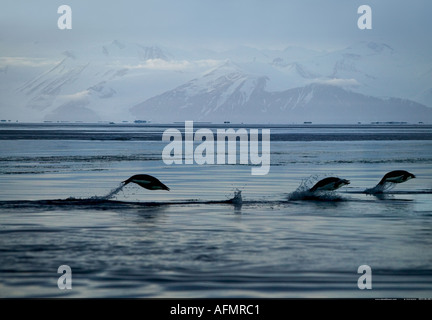 Tre Adelie penguins diving fuori acqua di Cape Adare Antartide Foto Stock