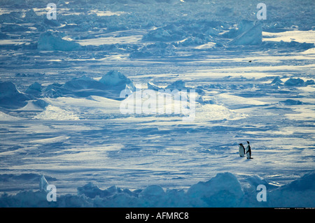 Due pinguini Adelie Cape Adare Antartide Foto Stock