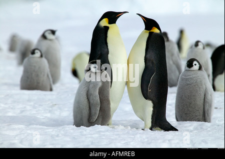 Coppia adulta di pinguini imperatore tra i pulcini di Isola di Coulman Antartide Foto Stock