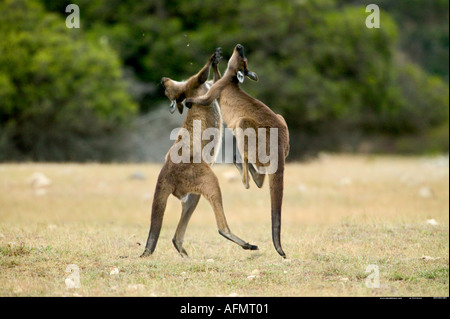 Due canguri fighting Kangaroo Island in Australia Foto Stock