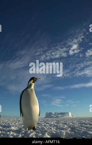 Pinguino imperatore Cape Washington Antartide Foto Stock