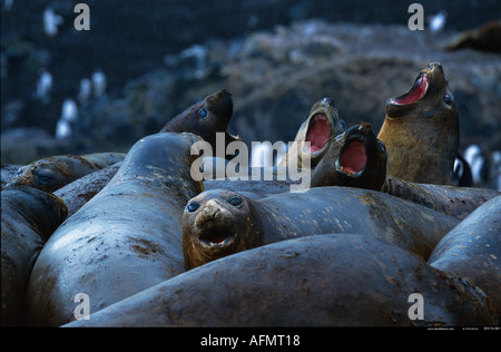 Le guarnizioni di tenuta di elefante Hannah punto Antartide Foto Stock