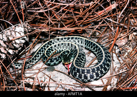 Orientale o common garter snake Thamnophis sirtalis Bradenton Florida backyard reptile herp linguetta Foto Stock