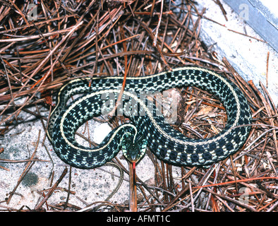 Orientale o common garter snake Thamnophis sirtalis Bradenton Florida backyard reptile herp scale a linguetta Foto Stock