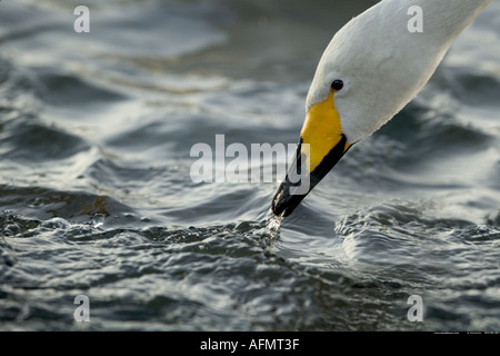 Testa di un Whooper Swan Isola Hokkaido in Giappone Foto Stock