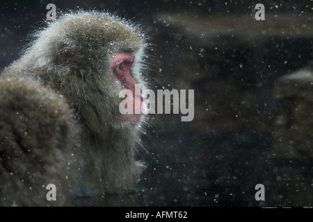 Snow monkey Jigokudani Parco Nazionale del Giappone Foto Stock