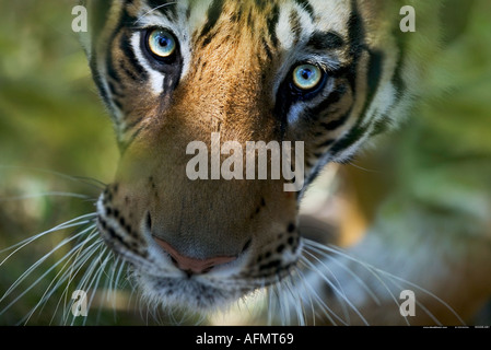 Tigre del Bengala cercando Bandhavgarh India Foto Stock