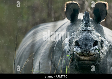 Rinoceronte indiano Kaziranga India Foto Stock