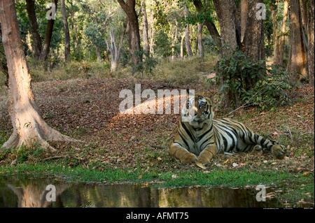 Tigre del Bengala appoggiata dall'acqua s edge Bandhavgarh India Foto Stock