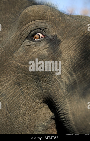 Close up di un elefante indiano s eye Bandhavgarh India Foto Stock