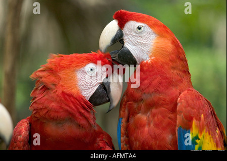 In prossimità dei due Scarlet Macaws Honduras Foto Stock