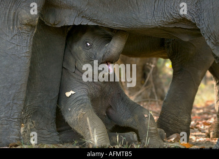 Giovane elefante indiano in appoggio sotto la sua madre Bandhavgarh India Foto Stock