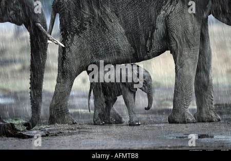 Gli elefanti africani e del polpaccio sotto la pioggia Masai Mara Kenya Foto Stock