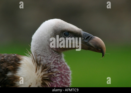 Grifone Foto Stock