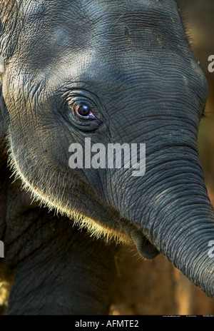 Close up di un elefante s faccia India Kanha Foto Stock