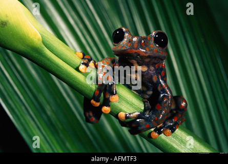 Corbezzolo maschio di rana Cloud Forest 2500 metri Provincia Carchi ha NE Ecuador Foto Stock